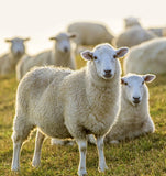 Men’s Merino Wool Thermal Socks – Thickened Winter Hiking & Mountaineering Socks | Breathable, Cushioned, Odor-Resistant thumbnail 7